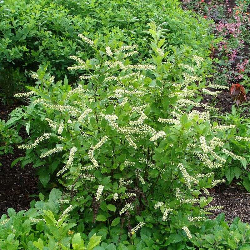 Partial Shade Supports The Best Growth Partial Shade Supports The Best Growth