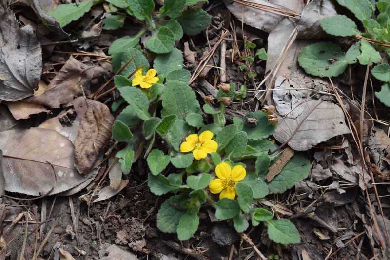 Partial Shade Works Well For This Native Plant Partial Shade Works Well For This Native Plant