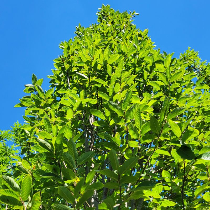 Partial Shade Works Well For This Understory Tree