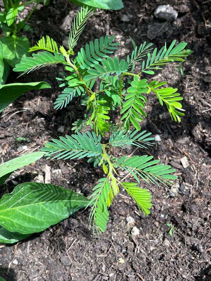 Partridge Pea Returns From Its Own Seed
