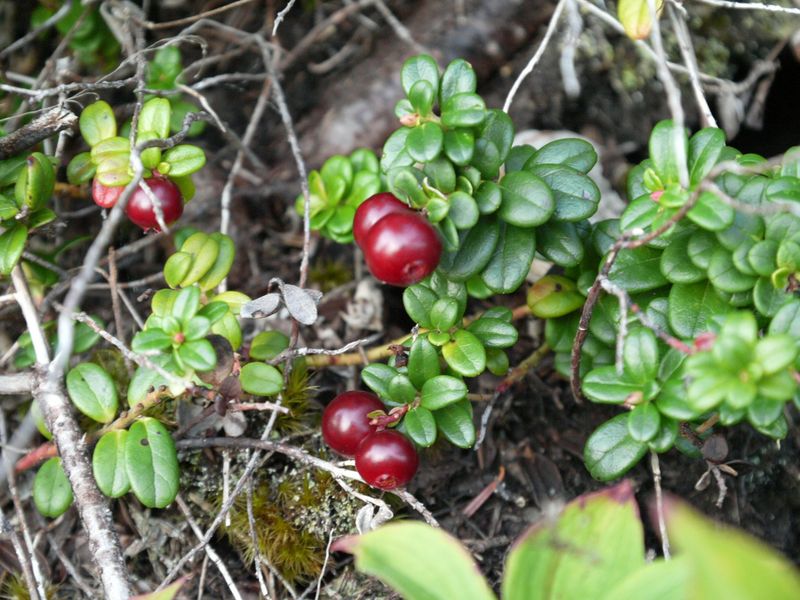 Partridgeberry Covers Small Shady Openings Partridgeberry Covers Small Shady Openings