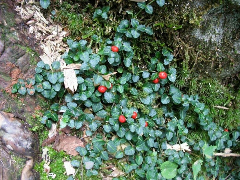 Partridgeberry Stays Evergreen Through Every Season Partridgeberry Stays Evergreen Through Every Season