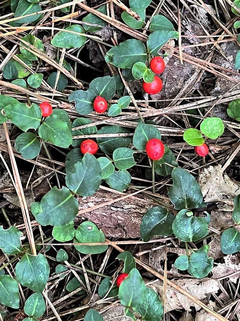 Partridgeberry Weaves A Tight Evergreen Mat