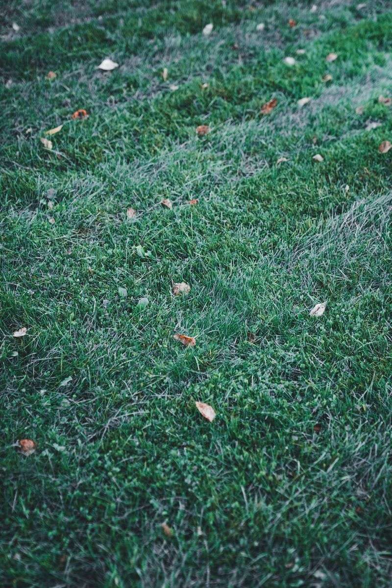 Patience Brings Your Lawn Back Faster Than Water Patience Brings Your Lawn Back Faster Than Water