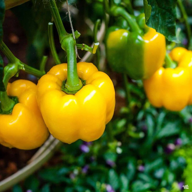 Patience Helps Plants Recover After Heat Waves