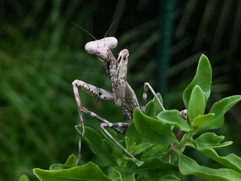 Patient Ambush Hunting Puts Passing Insects Within Reach