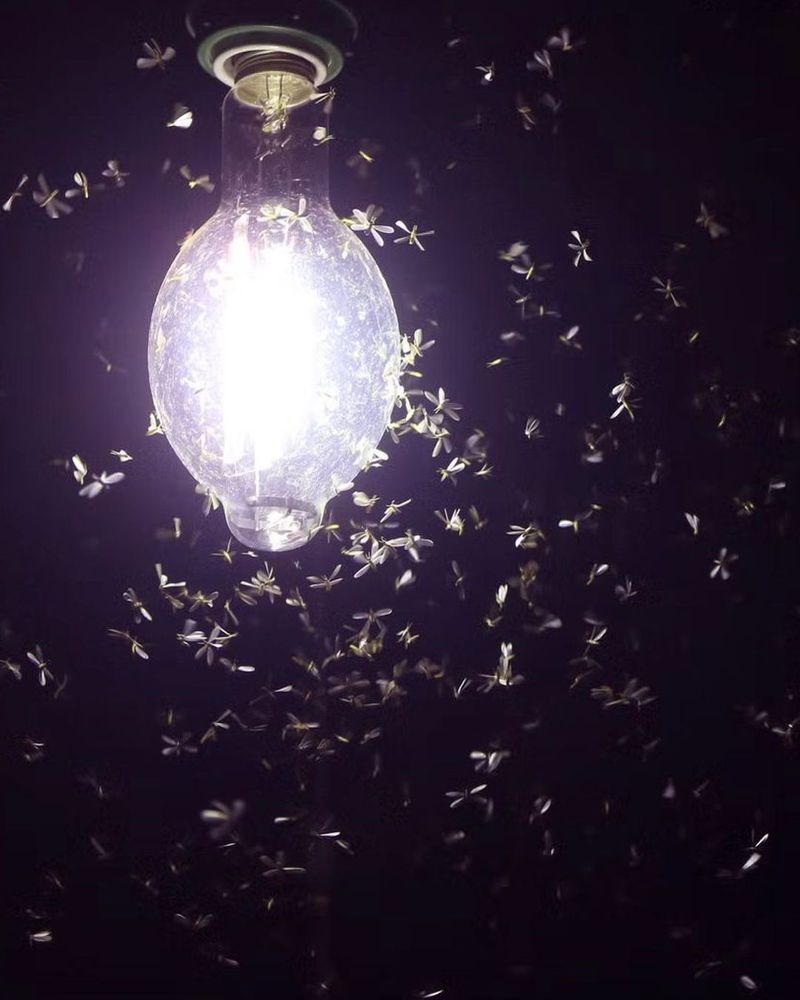 Patio Lights Can Bring The Hunt Closer To Home Patio Lights Can Bring The Hunt Closer To Home