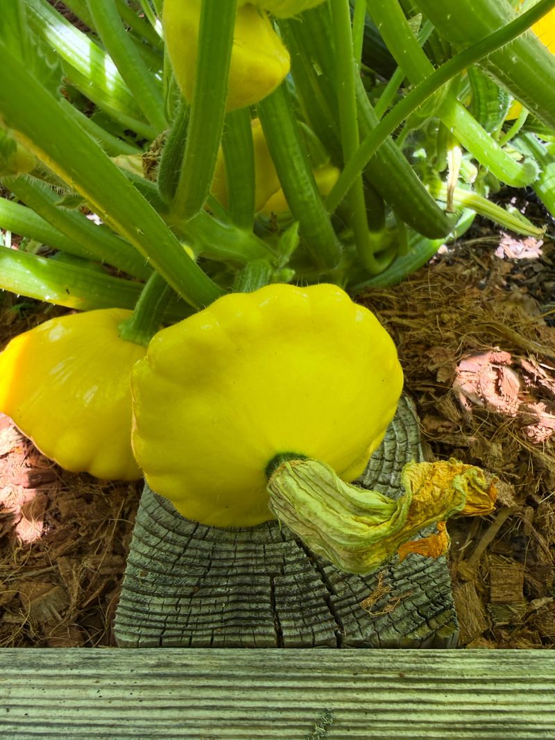 Pattypan Squash Is Best Picked Young Pattypan Squash Is Best Picked Young
