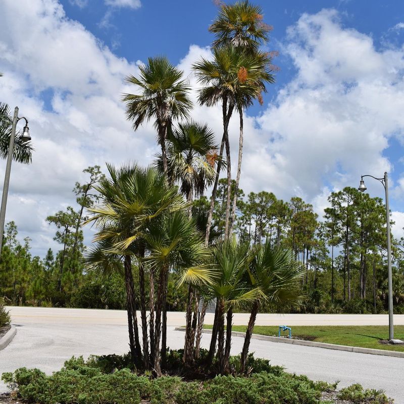 Paurotis Palm Spreads The Risk Across A Whole Clump Paurotis Palm Spreads The Risk Across A Whole Clump