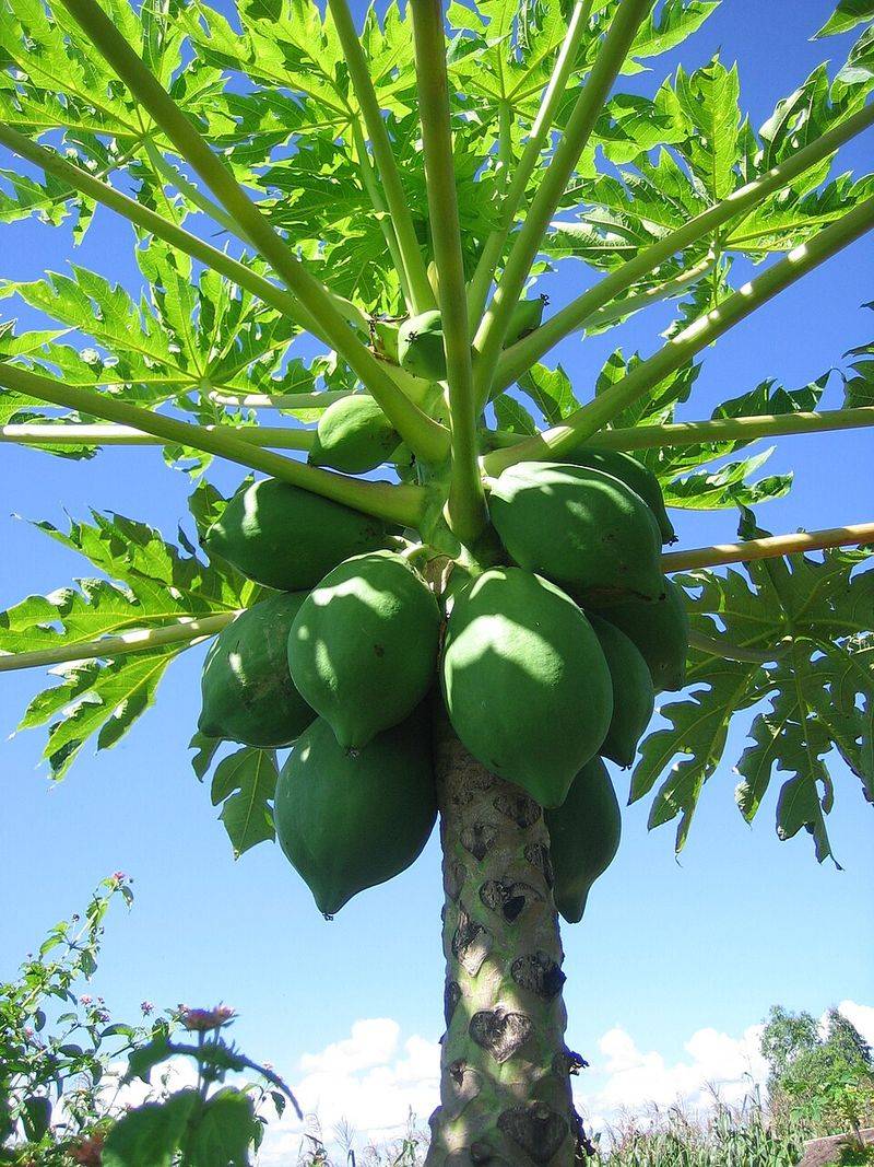 Pawpaw Fruit Pawpaw Fruit