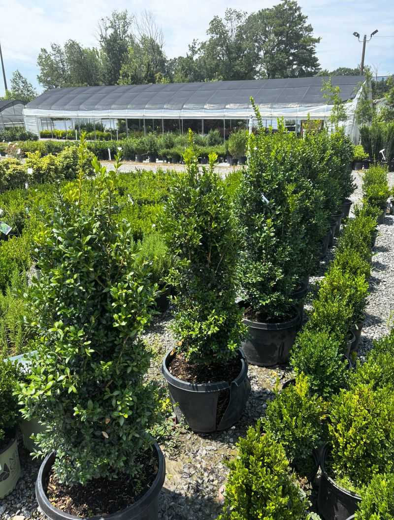 Pay Extra Attention To New Boxwoods Pay Extra Attention To New Boxwoods