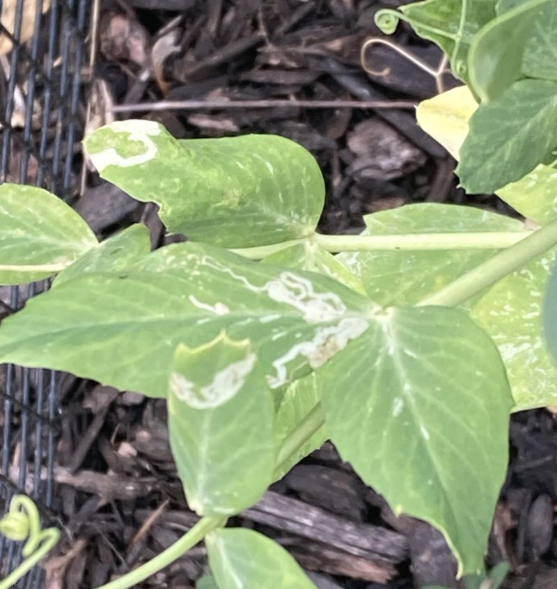 Pea Leafminer's Rapid Spread Across California Pea Leafminer's Rapid Spread Across California