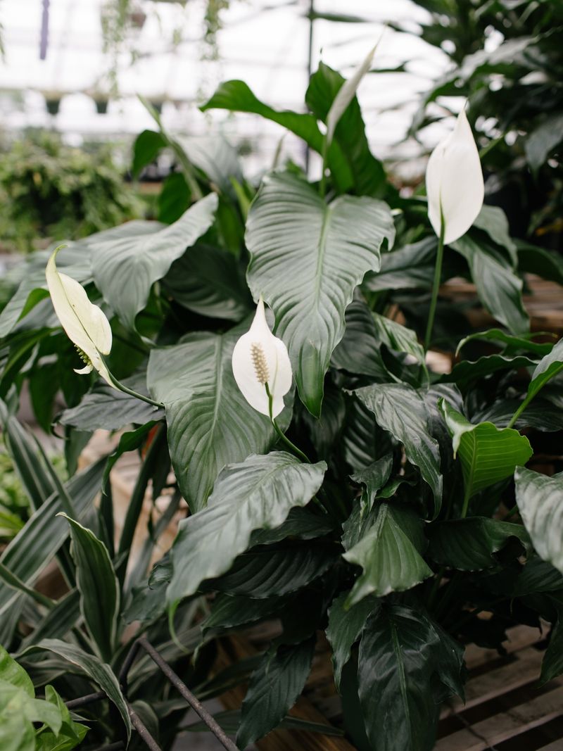 Peace Lily Peace Lily