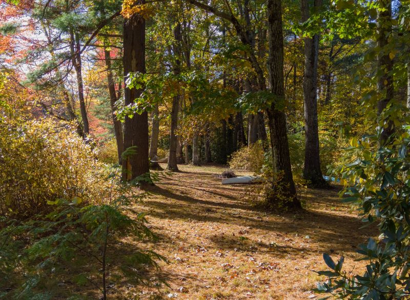 Peaceful Yards Feel Like Woods