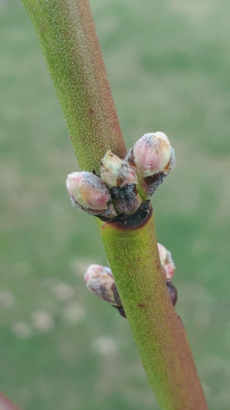 Peach And Plum Buds Offer A Late-Summer Fruit Tree Project Peach And Plum Buds Offer A Late-Summer Fruit Tree Project