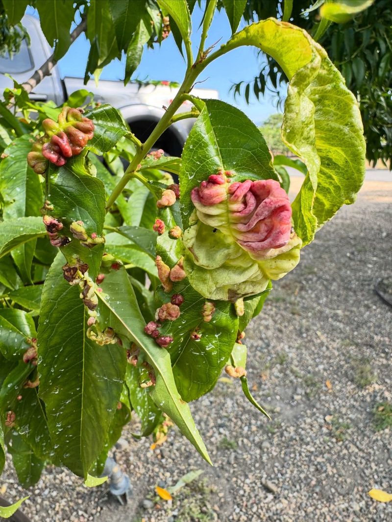 Peach Leaf Curl Strikes Early