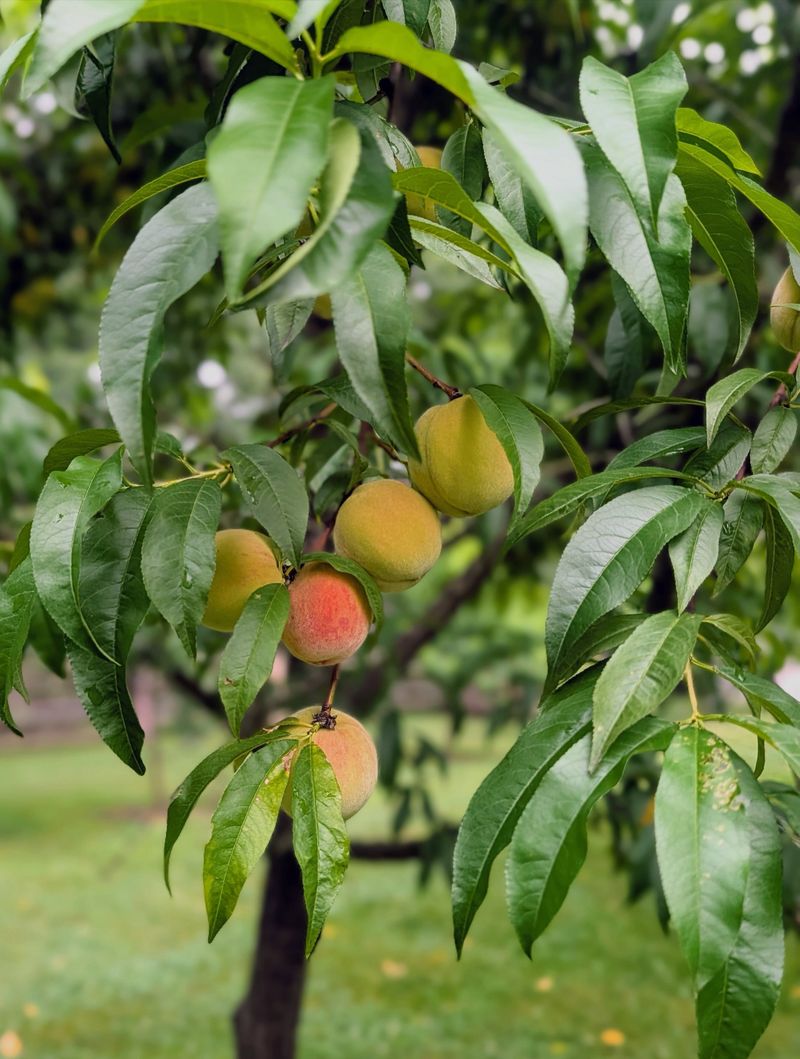 Peach Trees Benefit From Removing Damaged Fruit