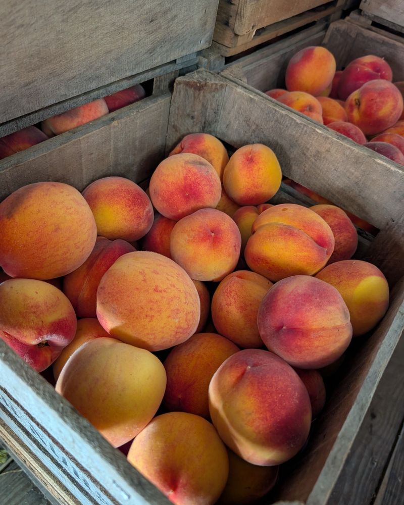 Peaches Peaches