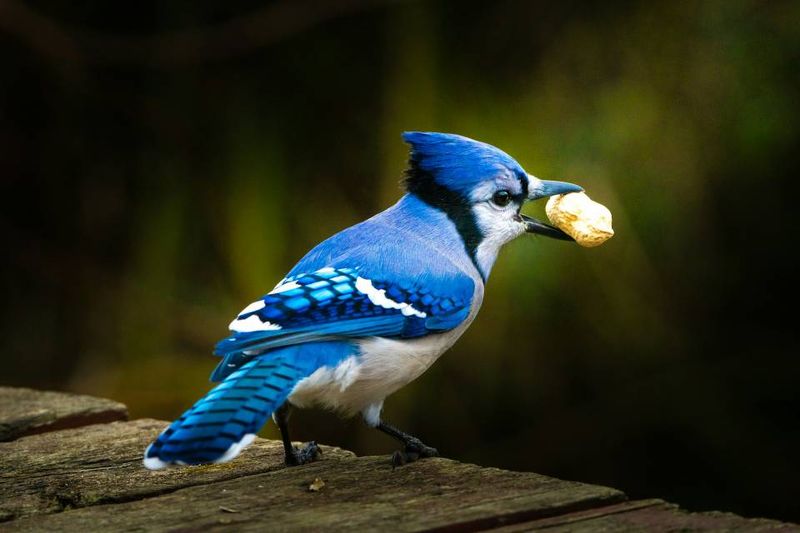 Peanuts And Sunflower Seeds Can Put Your Yard On Their Feeding Route