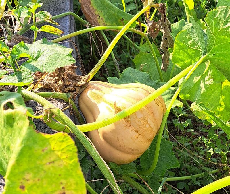 Pear-Shaped Seminole Pumpkin Pear-Shaped Seminole Pumpkin