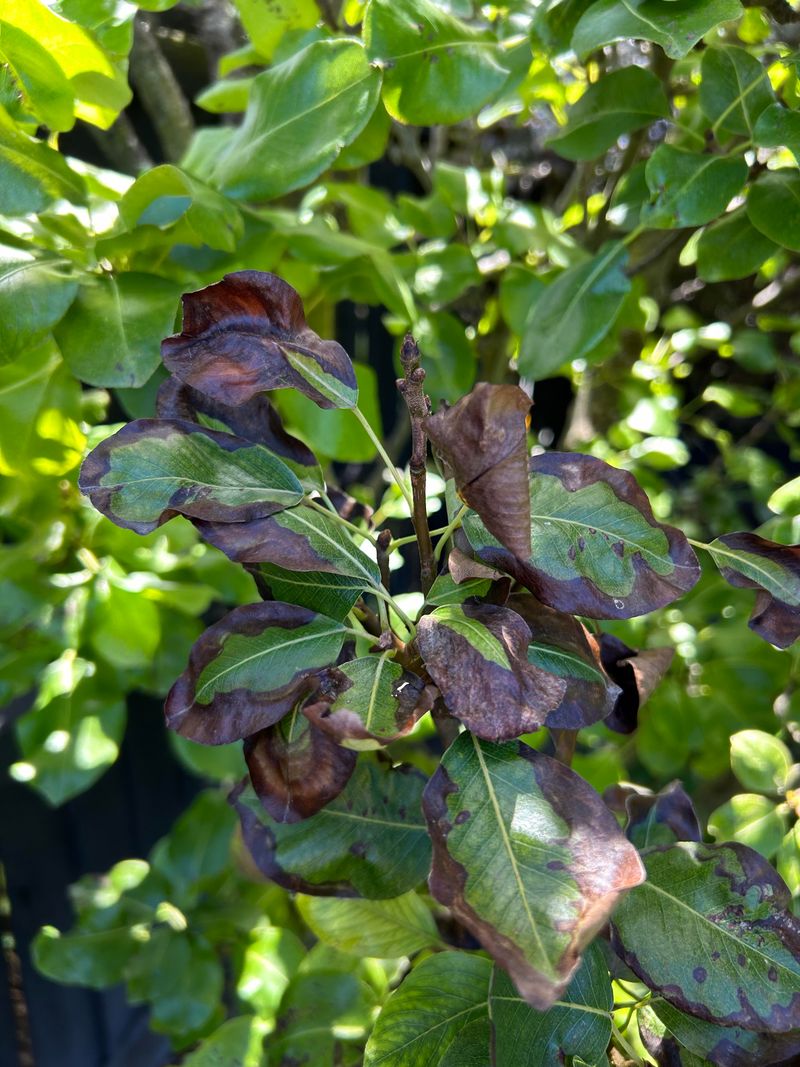 Pear Trees Can Hide Problems Before Harvest