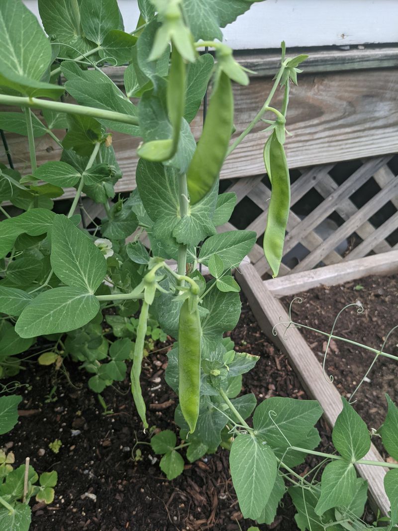 Peas Are Grazed To The Stem Through Early Growth