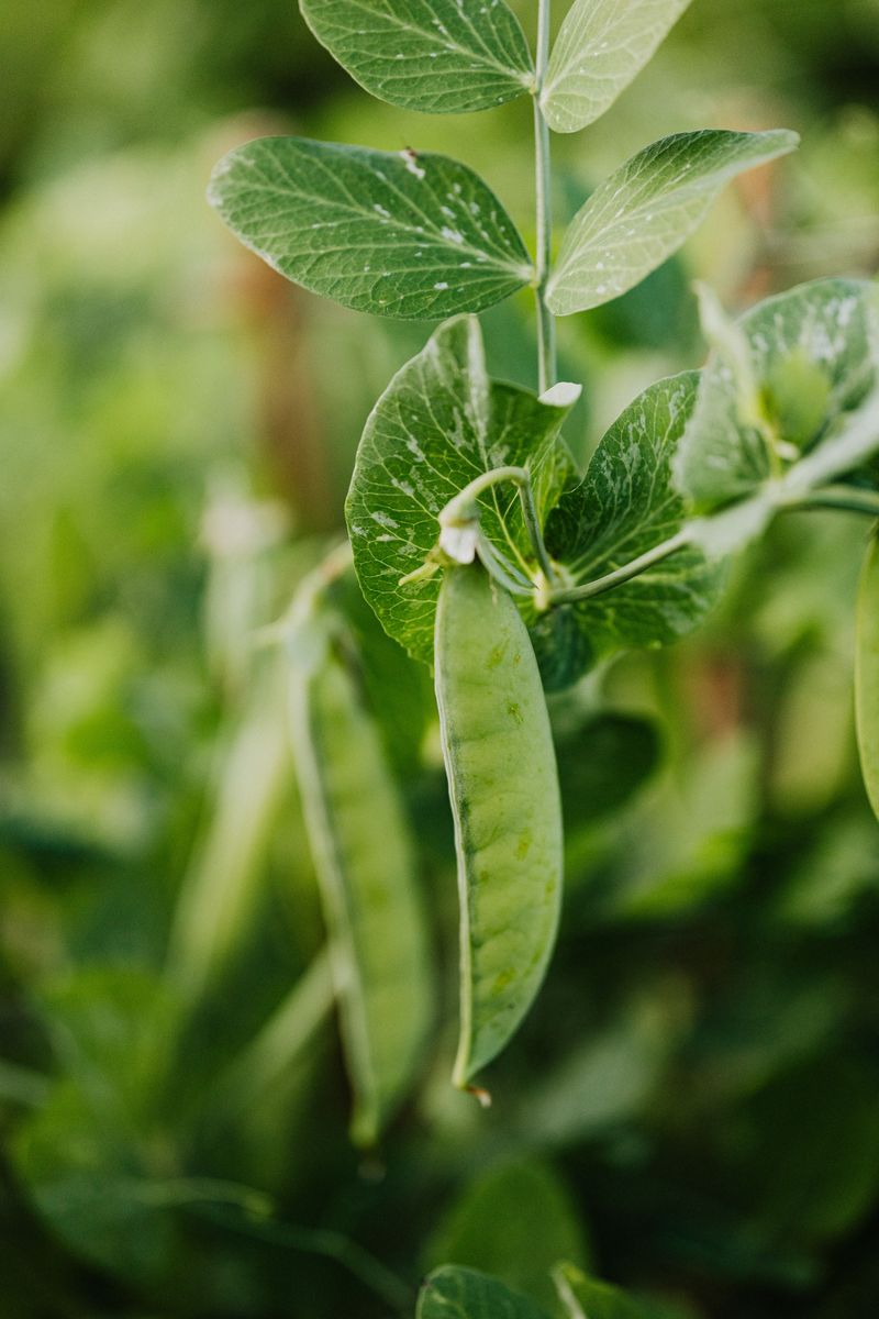 Peas Enjoy A Second Cool-Season Planting Peas Enjoy A Second Cool-Season Planting