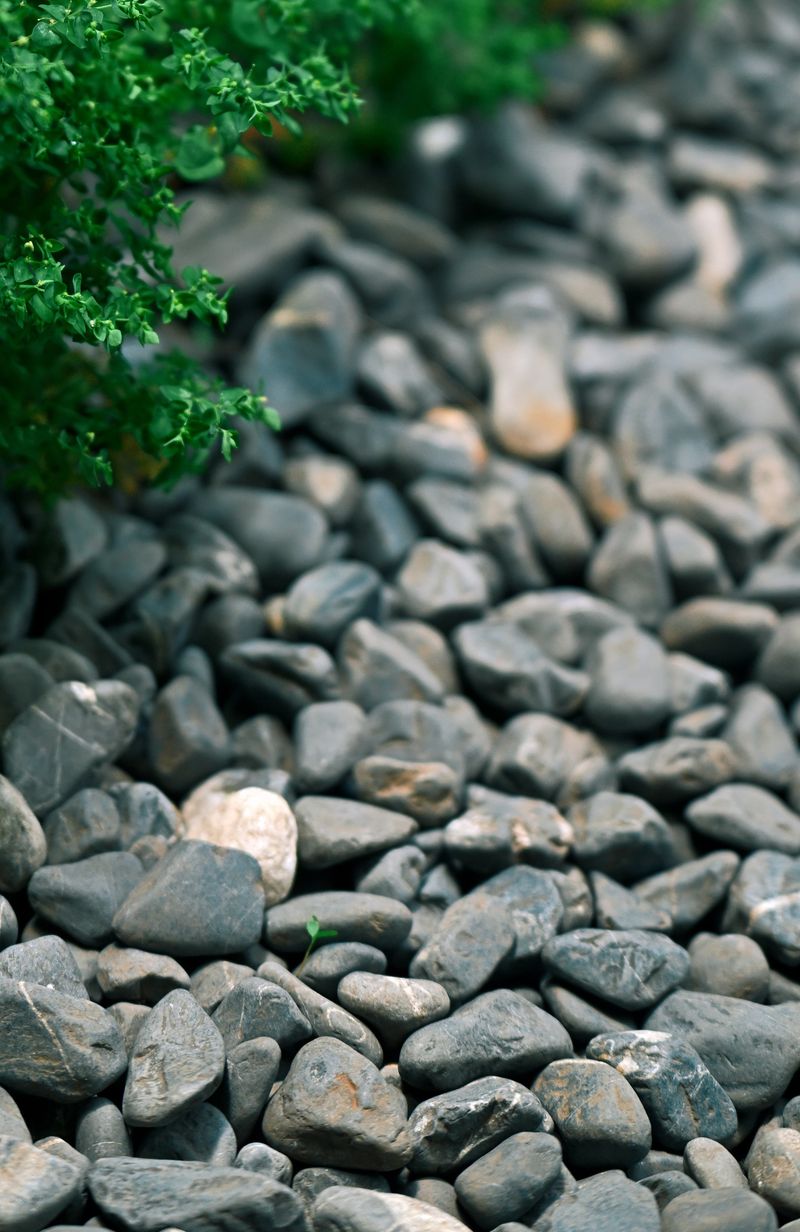 Pebbles Trap Heat And Can Stress Plant Roots Pebbles Trap Heat And Can Stress Plant Roots
