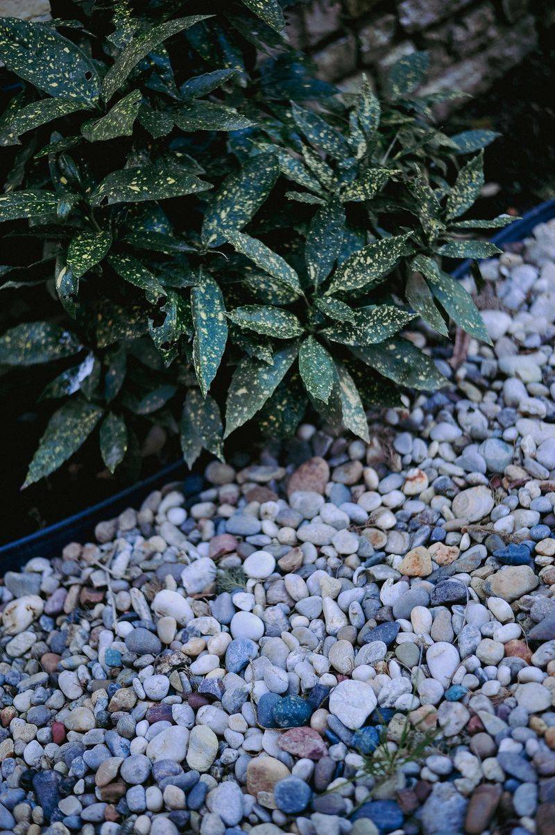 Pebbles Trap Heat Near Plant Roots