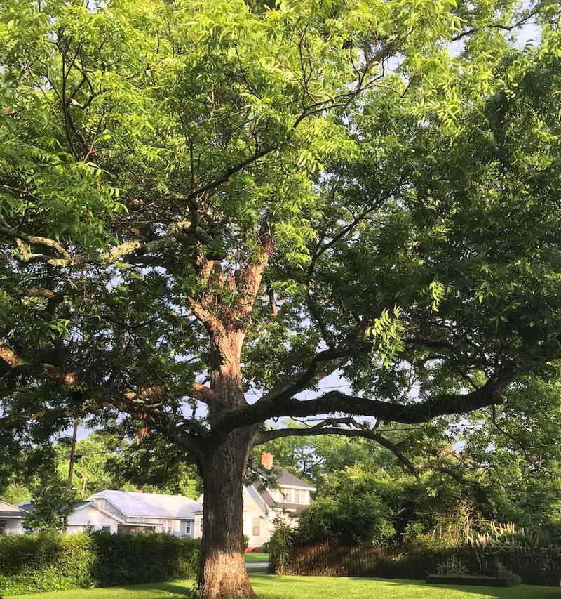Pecan