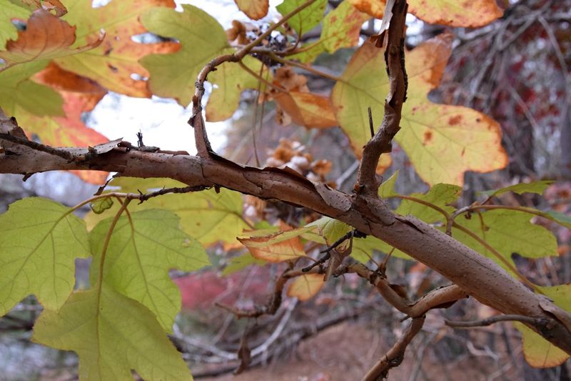 Peeling Bark Adds Interest During The Cooler Months