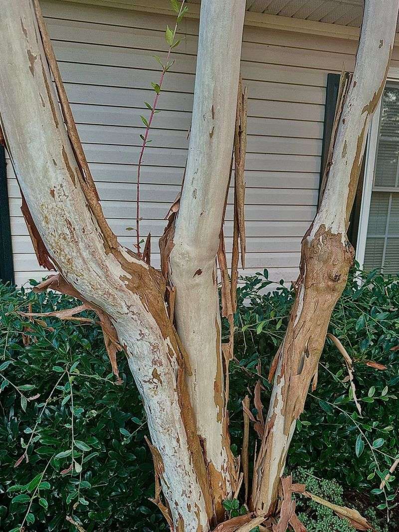 Peeling Bark Is Not The Same As Bark Scale Peeling Bark Is Not The Same As Bark Scale
