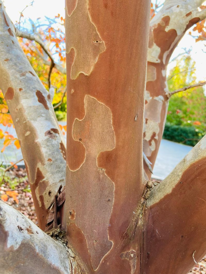 Peeling Bark Is Usually Completely Normal Peeling Bark Is Usually Completely Normal