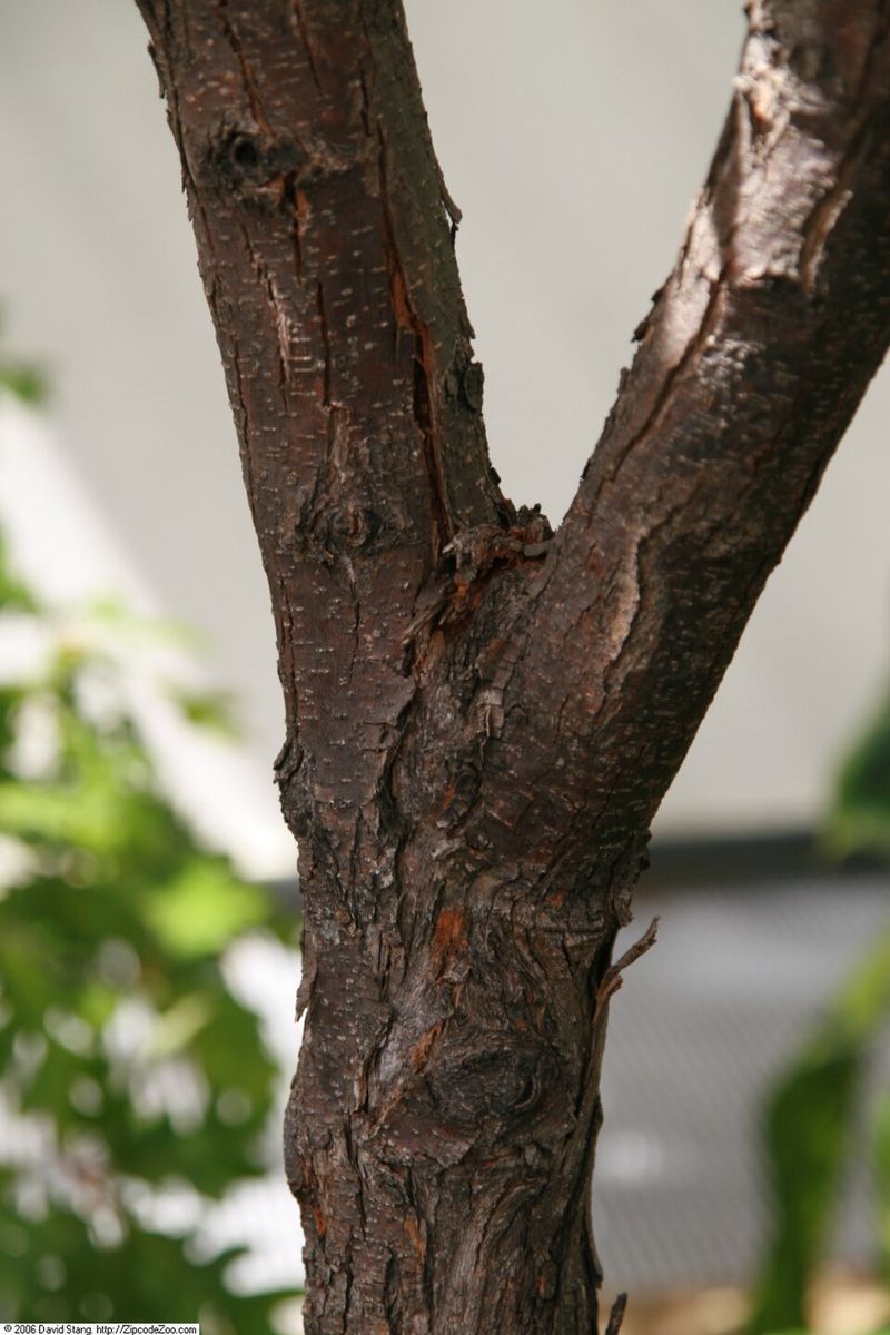Peeling Bark Keeps The Trunk Interesting After Leaves Drop Peeling Bark Keeps The Trunk Interesting After Leaves Drop