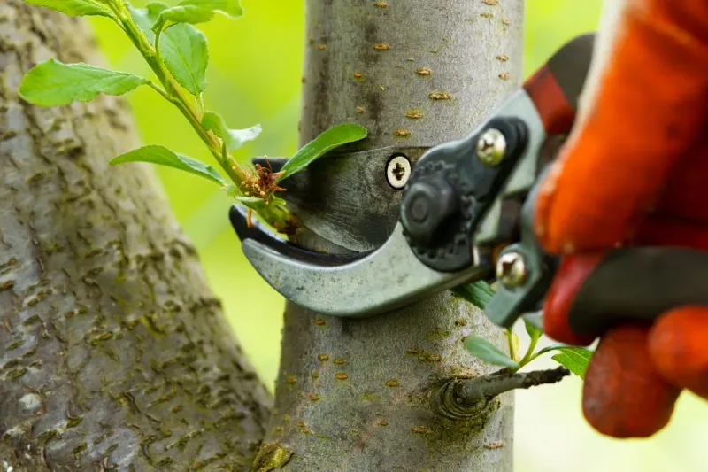 Pencil-Thin Tips Are Fair Game While Big Branches Stay Put