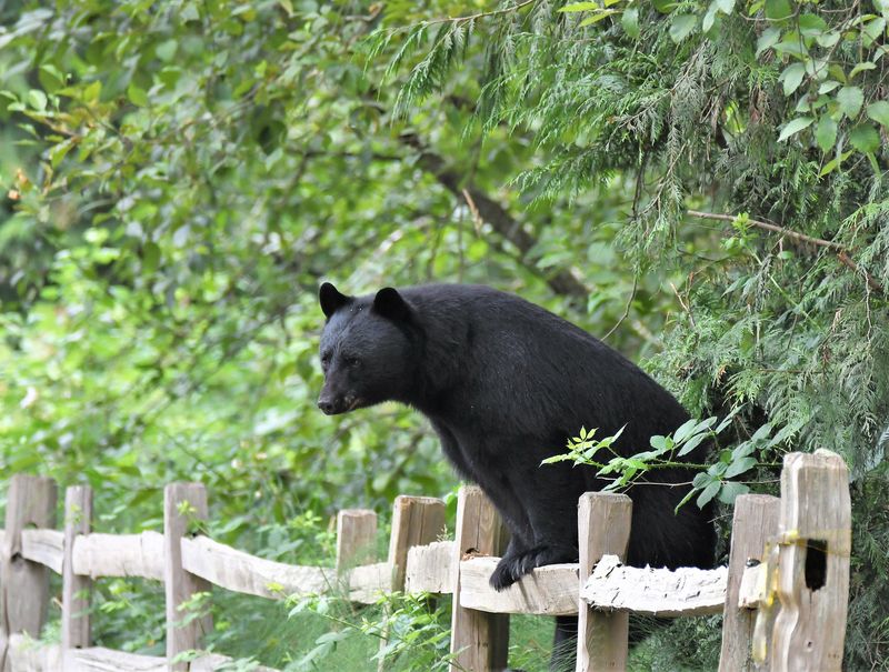 Pennsylvania Game Commission Guidelines For Bear Sightings