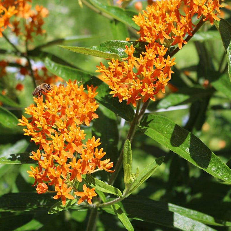 Pennsylvania Gardens Gain Lasting Value From This Native Wildflower