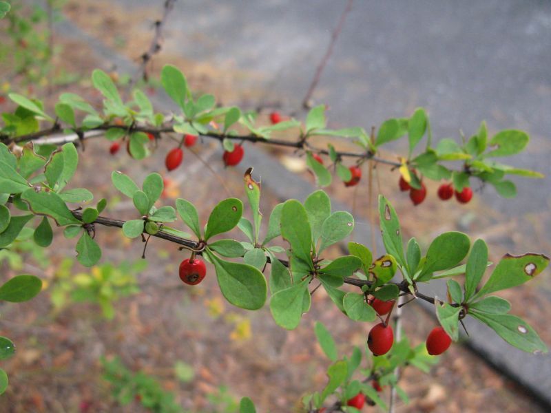 Pennsylvania Now Restricts Most Japanese Barberry