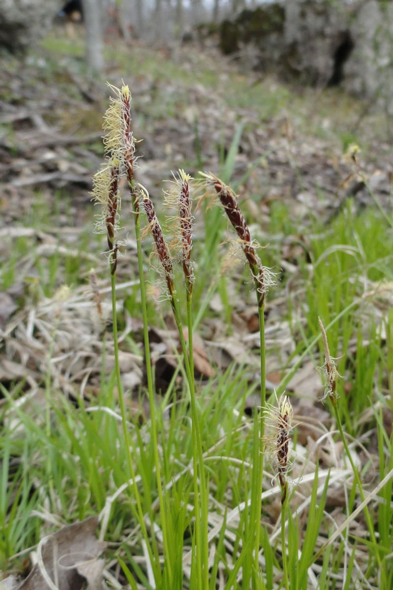 Pennsylvania Sedge