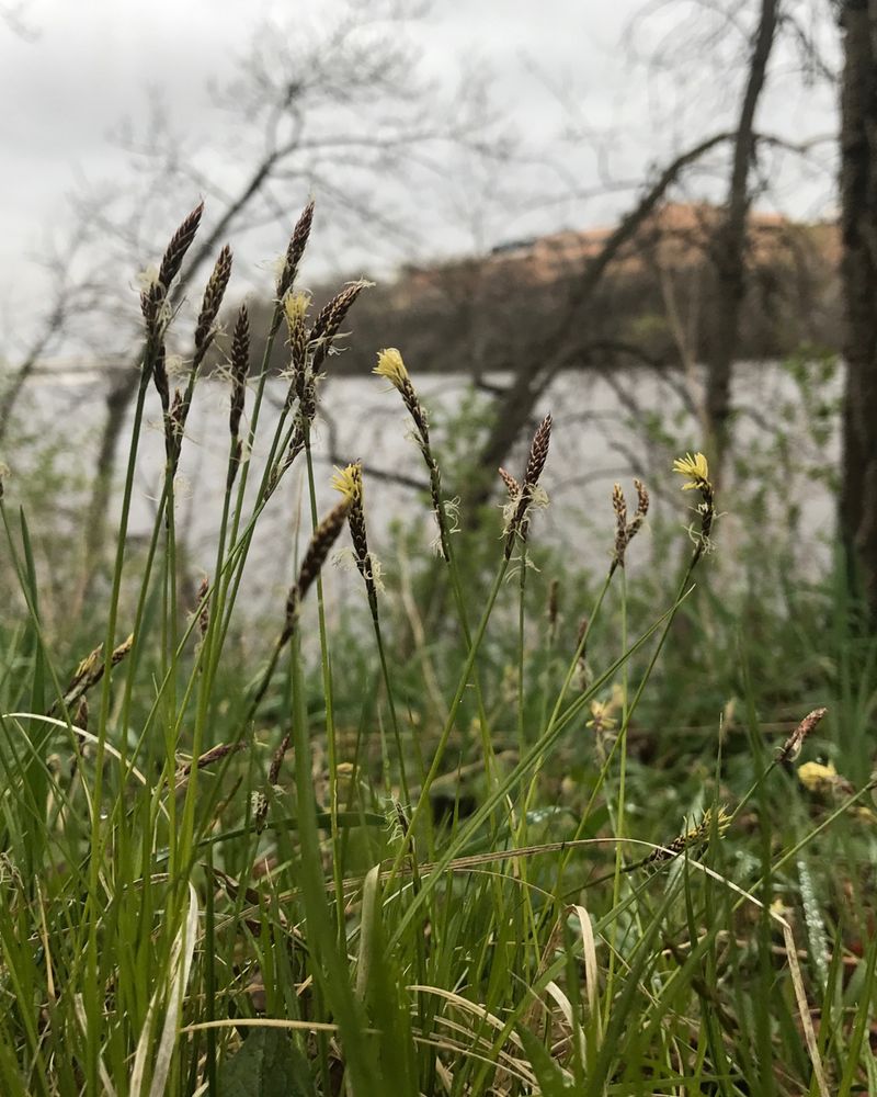 Pennsylvania Sedge Holds Dry Shaded Soil Pennsylvania Sedge Holds Dry Shaded Soil