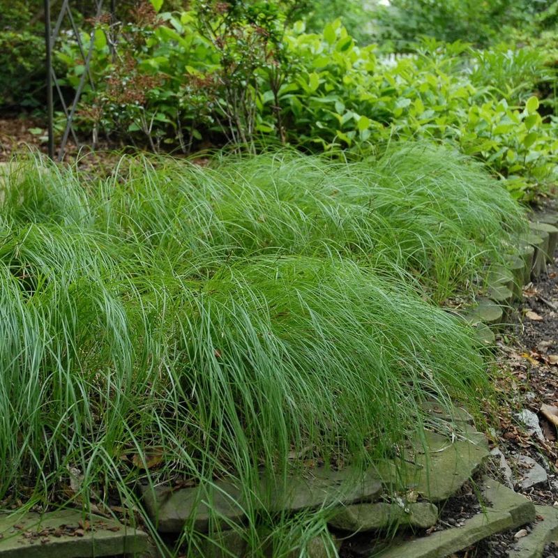 Pennsylvania Sedge Is Built For Dry Woodland Conditions