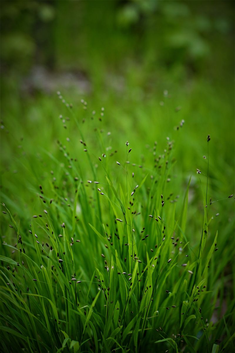 Pennsylvania Sedge Is Native To Indiana's Woodlands