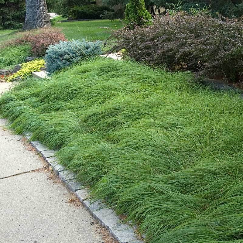 Pennsylvania Sedge Reads Like A Lawn Without Mowing