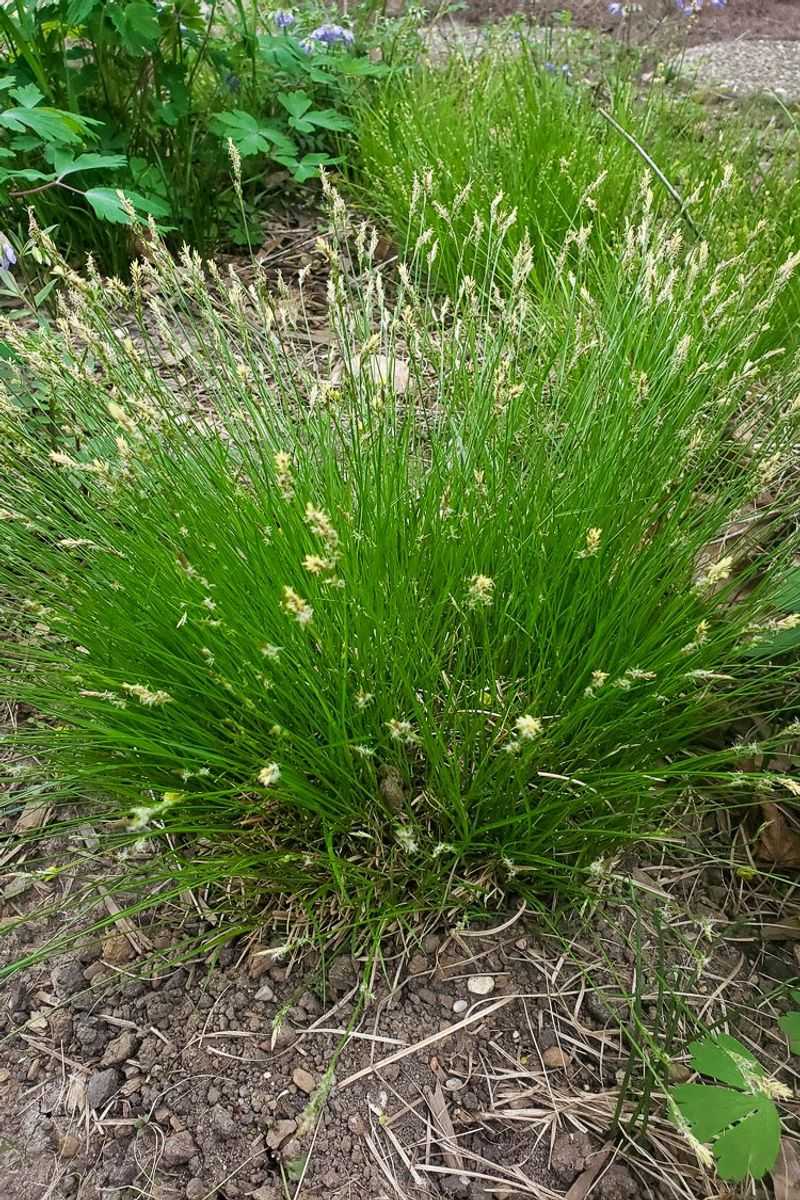 Pennsylvania Sedge Softens Open Spaces Around Shrubs Pennsylvania Sedge Softens Open Spaces Around Shrubs