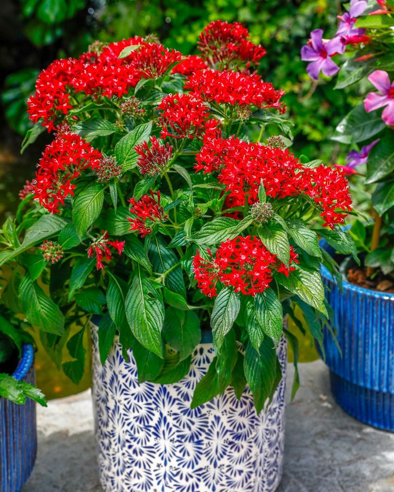 Pentas Keep Blooming When The Heat Peaks