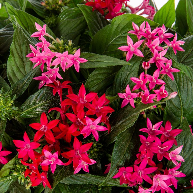 Pentas Keep Their Color When Concrete Throws Heat Back