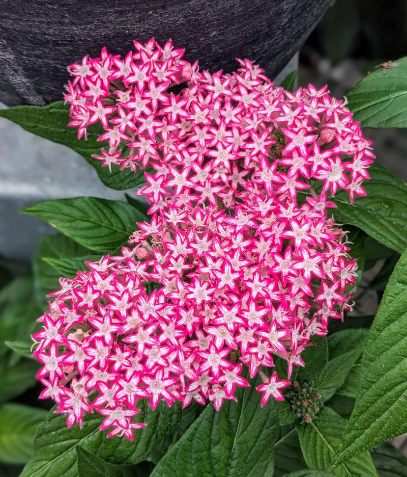Pentas Keeps Summer Flowers Coming