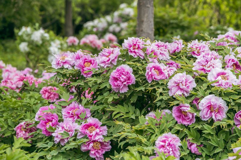 Peonies Peonies
