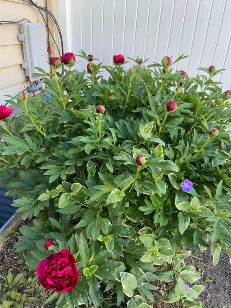 Peonies Peonies