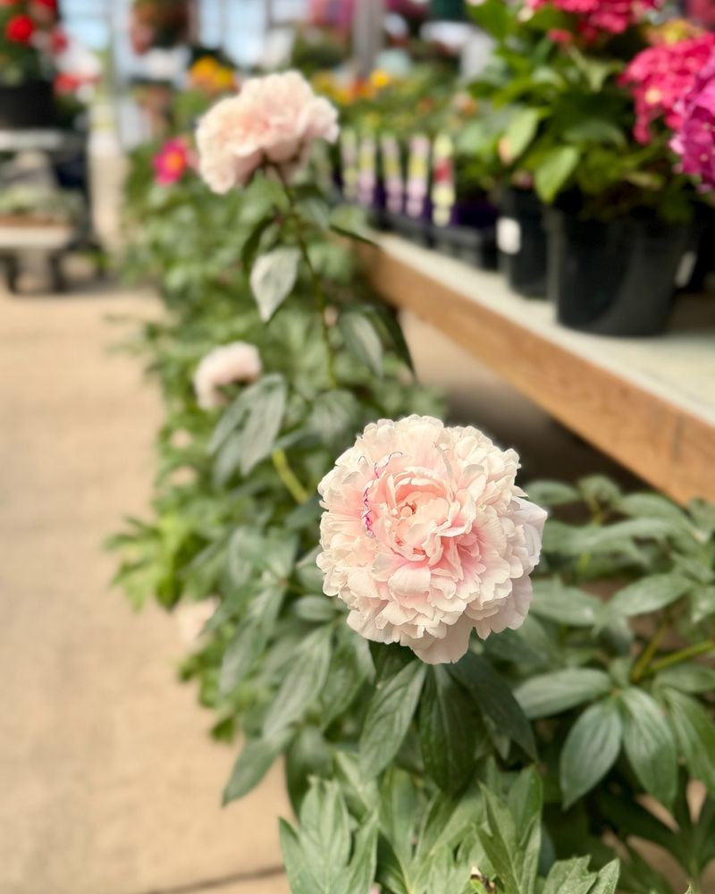 Peonies Peonies